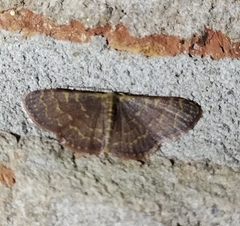 Leptostales pannaria