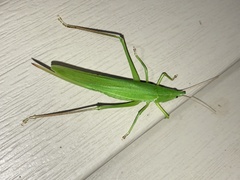 Neoconocephalus nebrascensis