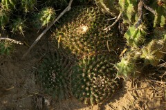 Mammillaria heyderi