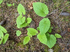 Arnica cordifolia