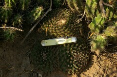 Mammillaria heyderi
