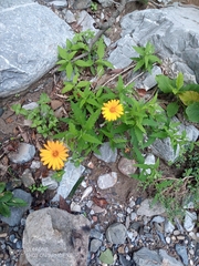 Verbesina coahuilensis