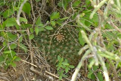Mammillaria heyderi