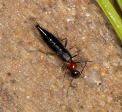 Paederus meyricki
