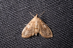 Palpita