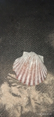 Pectinidae