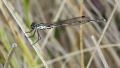 Austrolestes colensonis