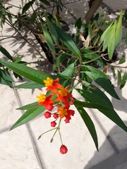 Asclepias curassavica