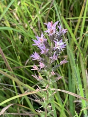 Liatris hesperelegans