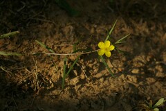 Talinum polygaloides