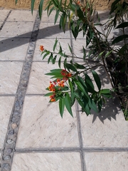 Asclepias curassavica