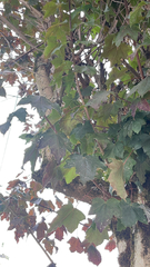 Acer platanoides