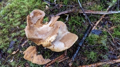 Lactarius cordovaensis