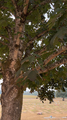 Acer platanoides