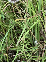 Liatris hesperelegans