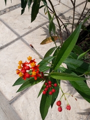 Asclepias curassavica