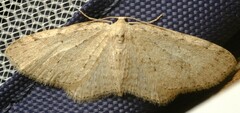 Poecilasthena scoliota