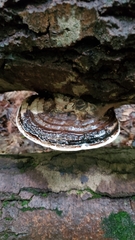 Ganoderma megaloma