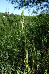 Himantoglossum caprinum
