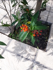Asclepias curassavica