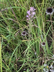 Liatris hesperelegans