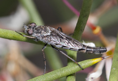 Agapophytinae