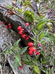 Solanum dulcamara