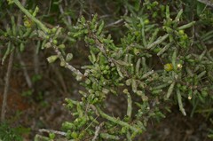 Cylindropuntia leptocaulis