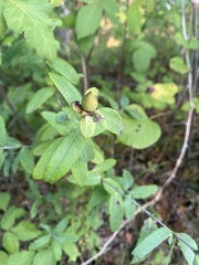 Hypericum frondosum