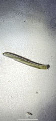 Anadenobolus monilicornis