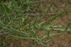 Cylindropuntia leptocaulis