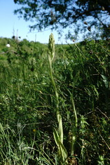 Himantoglossum caprinum