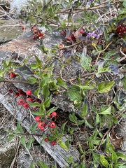 Solanum dulcamara
