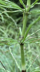 Equisetum pratense