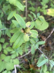 Hypericum frondosum