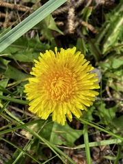 Taraxacum erythrospermum