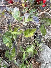Solanum dulcamara