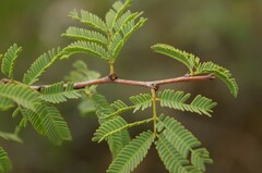 Vachellia schaffneri bravoensis