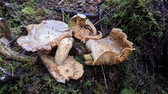 Lactarius cordovaensis