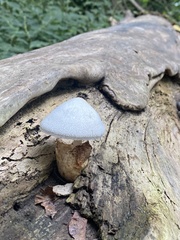 Volvariella bombycina