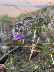 Solanum dulcamara
