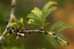 Vachellia schaffneri bravoensis