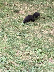 Sciurus carolinensis