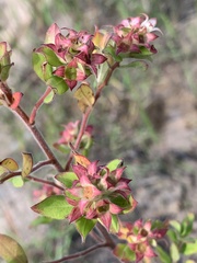 Ludwigia pilosa
