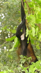 Alouatta palliata
