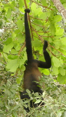 Alouatta palliata