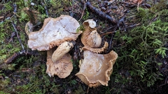Lactarius cordovaensis