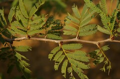 Vachellia schaffneri bravoensis