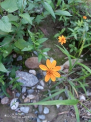Verbesina coahuilensis
