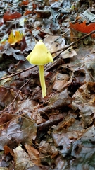 Entoloma murrayi